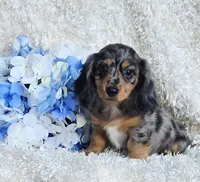 Bravvo, a male Miniature Dachshund for sale in Belgrade, MN – 3 of 7