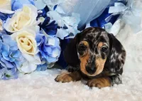 Boo, a male Miniature Dachshund for sale in Belgrade, MN – 4 of 10