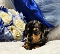 Q Ball, a male Miniature Dachshund for sale in Belgrade, MN – 4 of 9