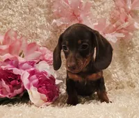Kisses, a female Miniature Dachshund for sale in Belgrade, MN – 5 of 6