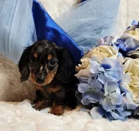 Caption , a male Miniature Dachshund for sale in Belgrade, MN – 6 of 10