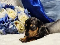 Q Ball, a male Miniature Dachshund for sale in Belgrade, MN – 2 of 9