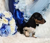 Rabbit, a male Miniature Dachshund for sale in Belgrade, MN – 8 of 10