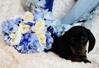 Doda , a male Miniature Dachshund for sale in Belgrade, MN – 5 of 9