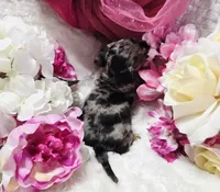Madam, a female Miniature Dachshund for sale in Belgrade, MN – 10 of 10