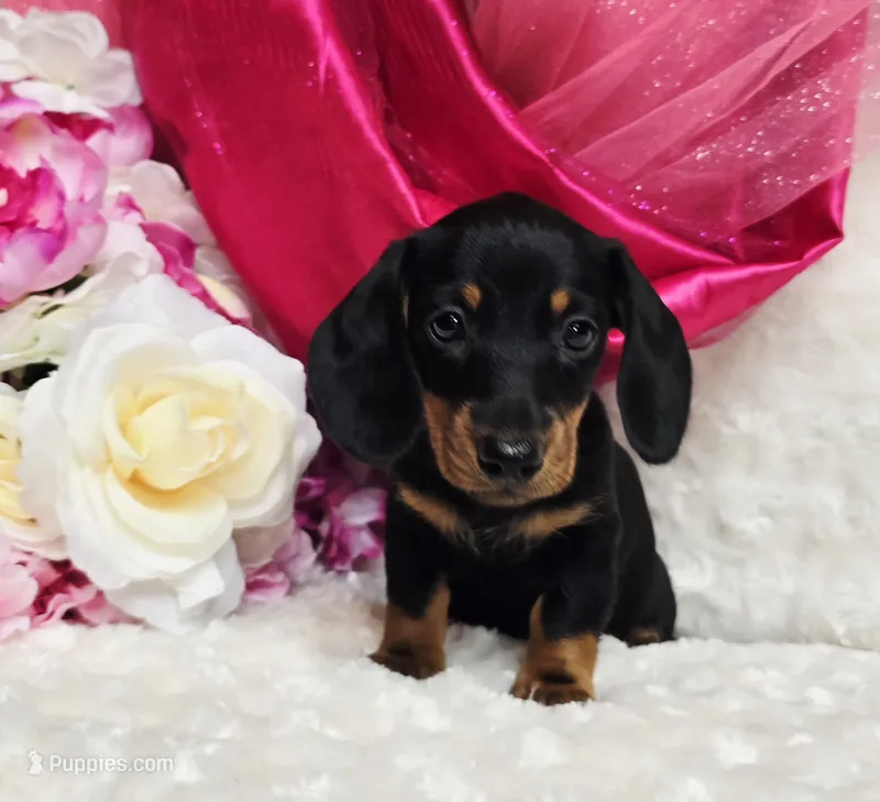 Sally – Miniature Dachshund puppy for sale in Belgrade, MN