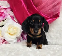 Sally, a female Miniature Dachshund for sale in Belgrade, MN – 1 of 10