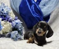 Blue, a male Miniature Dachshund for sale in Belgrade, MN – 2 of 7