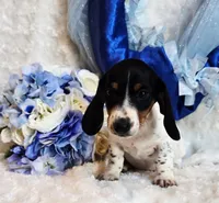 Goose, a male Miniature Dachshund for sale in Belgrade, MN – 5 of 8