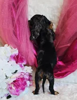 Wendy, a female Miniature Dachshund for sale in Belgrade, MN – 4 of 9