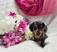 Sadie, a female Miniature Dachshund for sale in Belgrade, MN – 4 of 10