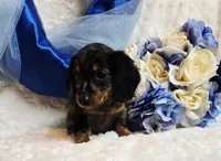 Caption , a male Miniature Dachshund for sale in Belgrade, MN – 8 of 10