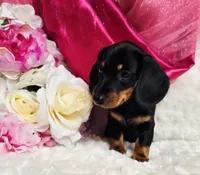 Sally, a female Miniature Dachshund for sale in Belgrade, MN – 4 of 10