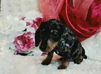 Wendy, a female Miniature Dachshund for sale in Belgrade, MN – 5 of 9