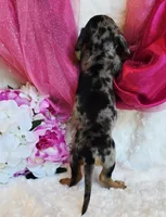 Lou, a female Miniature Dachshund for sale in Belgrade, MN – 4 of 7