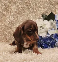 Hurshal, a male Miniature Dachshund for sale in Belgrade, MN – 8 of 10