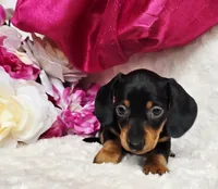 Darla, a female Miniature Dachshund for sale in Belgrade, MN – 2 of 10