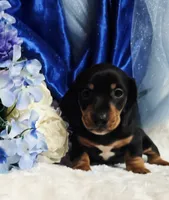 Hondo, a male Miniature Dachshund for sale in Belgrade, MN – 9 of 10
