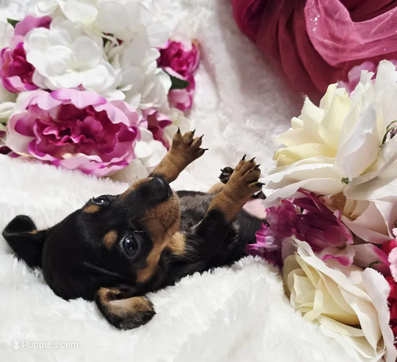 Squeeze – Miniature Dachshund puppy for sale in Belgrade, MN