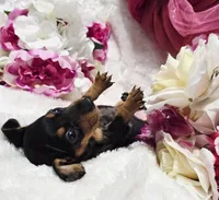 Squeeze, a male Miniature Dachshund for sale in Belgrade, MN – 1 of 10