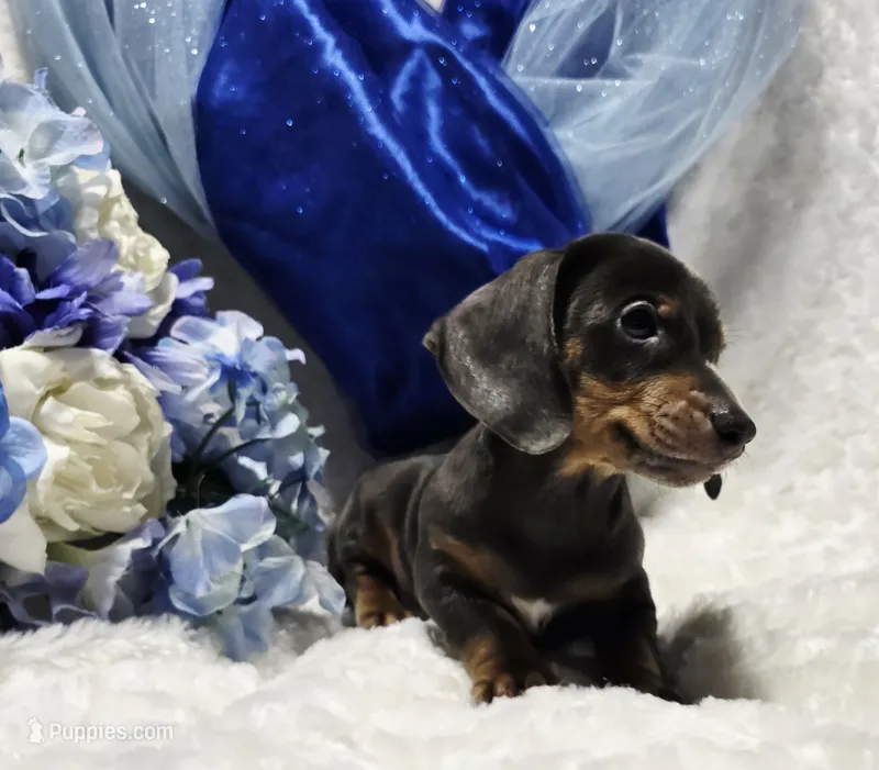 Blue – Miniature Dachshund puppy for sale in Belgrade, MN