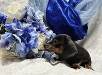 Blue, a male Miniature Dachshund for sale in Belgrade, MN – 4 of 7