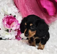 Mel bug, a female Miniature Dachshund for sale in Belgrade, MN – Photo 3 of 10