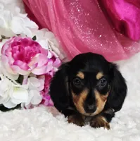 Mel bug, a female Miniature Dachshund for sale in Belgrade, MN – Photo 7 of 10