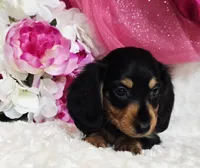 Mel bug, a female Miniature Dachshund for sale in Belgrade, MN – Photo 10 of 10