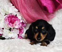 Mel bug, a female Miniature Dachshund for sale in Belgrade, MN – Photo 8 of 10