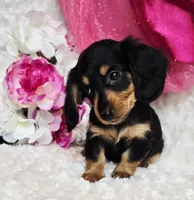 Mel bug, a female Miniature Dachshund for sale in Belgrade, MN – Photo 4 of 10