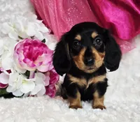 Mel bug, a female Miniature Dachshund for sale in Belgrade, MN – Photo 9 of 10