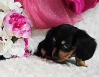 Mel bug, a female Miniature Dachshund for sale in Belgrade, MN – Photo 6 of 10