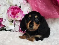 Mel bug, a female Miniature Dachshund for sale in Belgrade, MN – Photo 2 of 10
