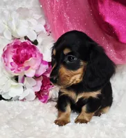 Mel bug, a female Miniature Dachshund for sale in Belgrade, MN – Photo 5 of 10