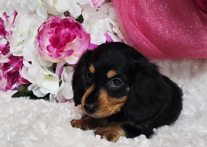 Mel bug – Miniature Dachshund puppy for sale in Belgrade, MN