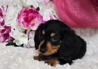 Mel bug, a female Miniature Dachshund for sale in Belgrade, MN – Photo 1 of 10