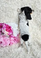 Sadie, a female Miniature Dachshund for sale in Belgrade, MN – 5 of 6