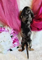 Lou, a female Miniature Dachshund for sale in Belgrade, MN – 5 of 7