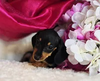 processed/36cee6ff-0d12-4806-8c58-606a1ca5f04d/listing/3f4a078a-e62b-4ede-88d3-7fdb8e0eadfa/cd7cb52c-e230-44dd-8008-ac2360ab24be