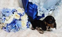Rabbit, a male Miniature Dachshund for sale in Belgrade, MN – 7 of 10