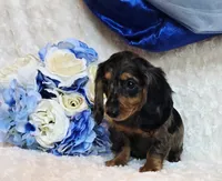 Scoutt, a male Miniature Dachshund for sale in Belgrade, MN – 2 of 10