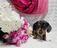 Sadie, a female Miniature Dachshund for sale in Belgrade, MN – 10 of 10