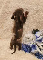 Hurshal, a male Miniature Dachshund for sale in Belgrade, MN – 4 of 10