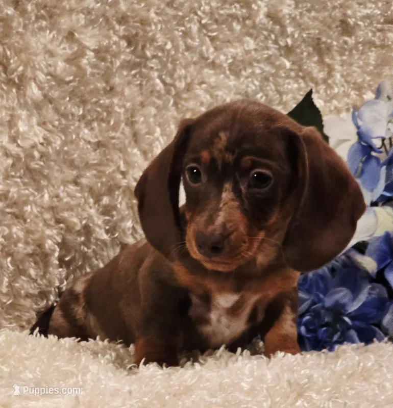 Hurshal – Miniature Dachshund puppy for sale in Belgrade, MN