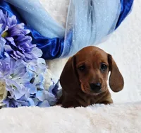 Oliver, a male Miniature Dachshund for sale in Belgrade, MN – Photo 6 of 10