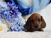 Oliver, a male Miniature Dachshund for sale in Belgrade, MN – Photo 5 of 10