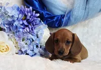 Oliver, a male Miniature Dachshund for sale in Belgrade, MN – Photo 1 of 10