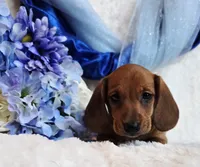 Oliver, a male Miniature Dachshund for sale in Belgrade, MN – Photo 9 of 10