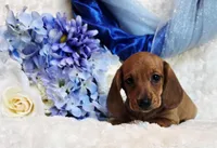 Oliver, a male Miniature Dachshund for sale in Belgrade, MN – Photo 7 of 10